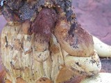Buchwaldoboletus sphaerocephalus image