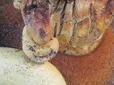 Buchwaldoboletus sphaerocephalus image