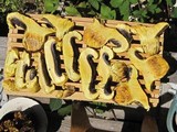 Buchwaldoboletus sphaerocephalus image