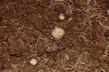 Tuber gibbosum image