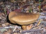 Suillus fuscotomentosus image