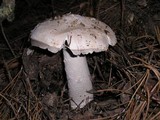 Amanita sect. Vaginatae image