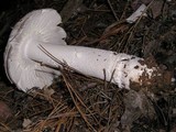Amanita sect. Vaginatae image