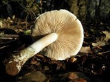 Inocybe corydalina image