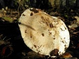 Inocybe corydalina image