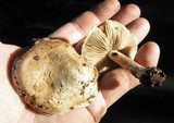 Inocybe corydalina image