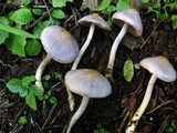 Inocybe ionocephala image