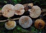 Chaetocalathus cocciformis image