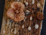 Chaetocalathus cocciformis image