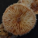 Chaetocalathus cocciformis image