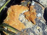 Caloplaca trachyphylla image