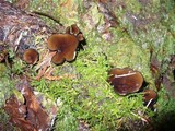 Pseudoplectania melaena image