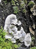 Kretzschmaria deusta image