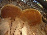 Phellinus robiniae image