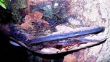 Fomitopsis cajanderi image
