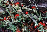Cladonia macilenta var. bacillaris image