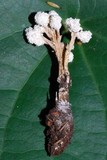 Isaria sinclairii image