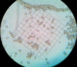 Psilocybe crobula image