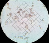 Psilocybe crobula image