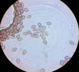 Psilocybe crobula image