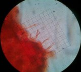 Psilocybe crobula image