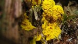 Fuligo septica image
