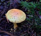 Pholiota flammans image