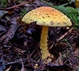 Pholiota flammans image