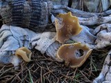 Peziza domiciliana image