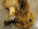 Dendrocollybia racemosa image