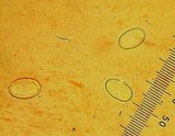 Otidea leporina image