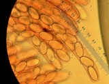 Peziza repanda image