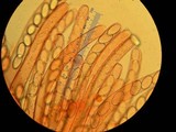 Peziza repanda image