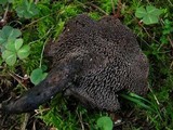 Sarcodon fuscoindicus image