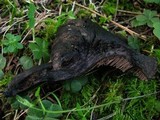 Sarcodon fuscoindicus image
