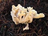 Clavulina rugosa image