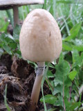 Panaeolus semiovatus image