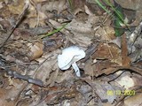 Hypomyces hyalinus image