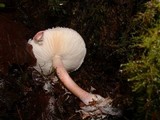 Lepiota decorata image