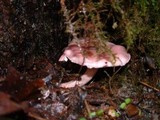 Lepiota decorata image