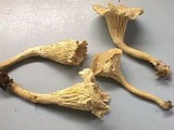 Hygrophoropsis macrospora image