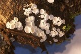 Lachnum virgineum image