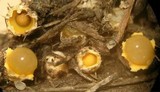Sphaerobolus stellatus image