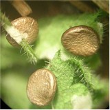 Cyathus olla image