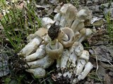 Coprinopsis variegata image