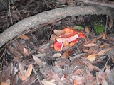 Hygrocybe punicea image