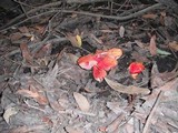 Hygrocybe punicea image