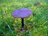 Entoloma sericeum image