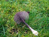 Entoloma sericeum image