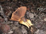 Chroogomphus ochraceus image